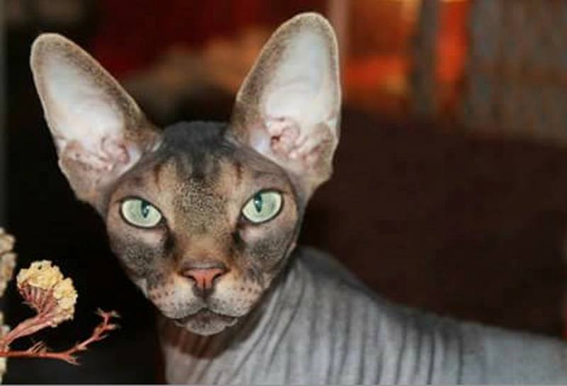 Tener mascotas es beneficioso para nuestra salud