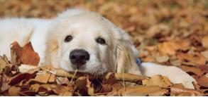 Cuidados para mi perro en Otoño