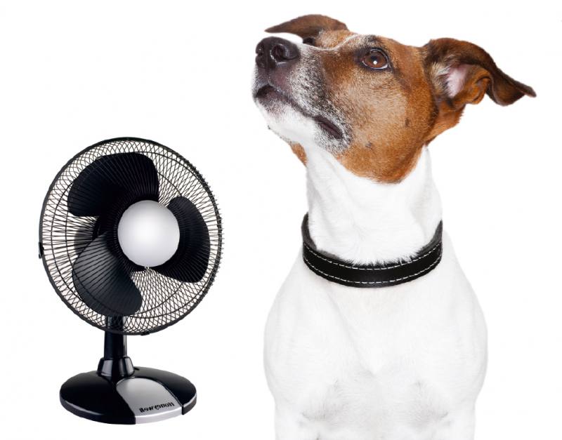 Evita los golpes de calor a tu mascota