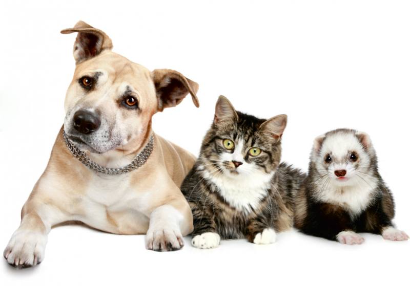Las fobias en los animales