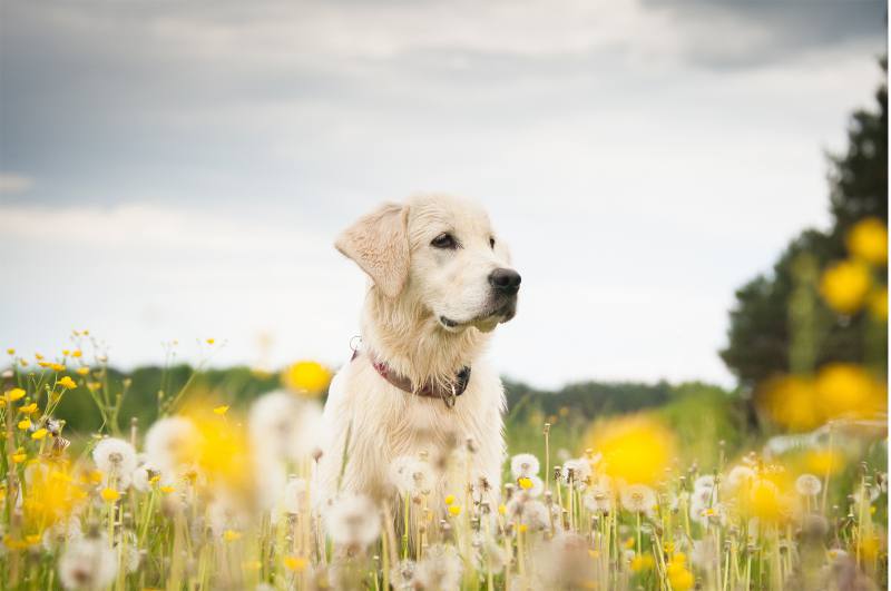 La pérdida de nuestra mascota