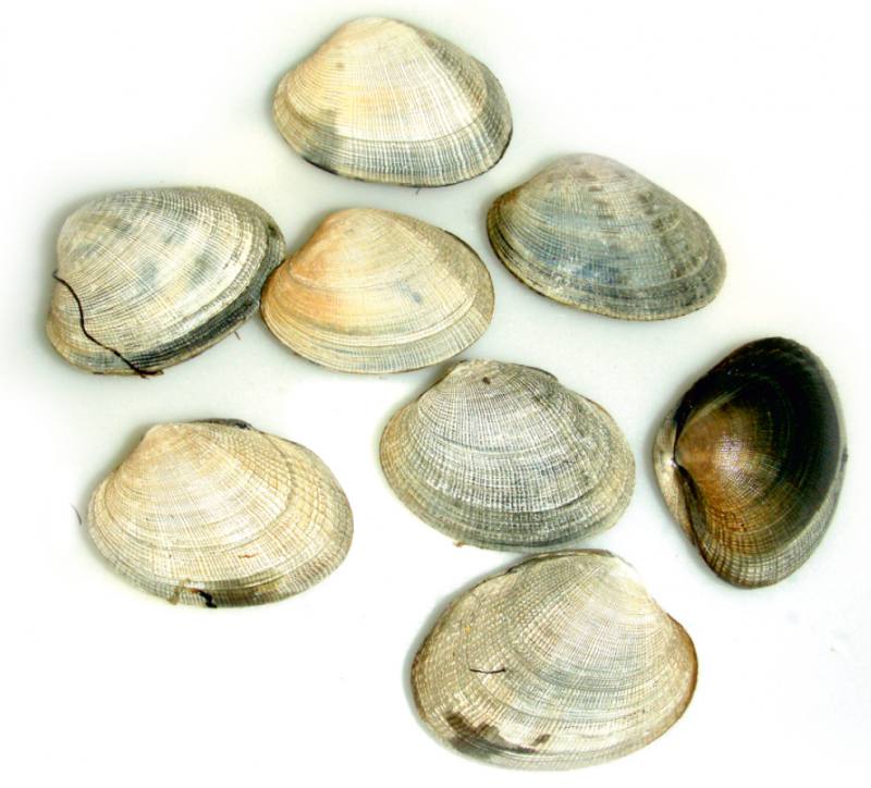 Os segredo da ameixa de Carril