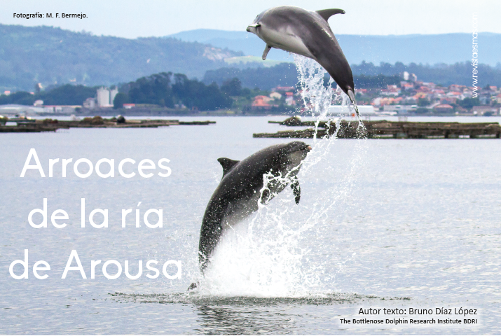 Arroaces de la ría de Arousa