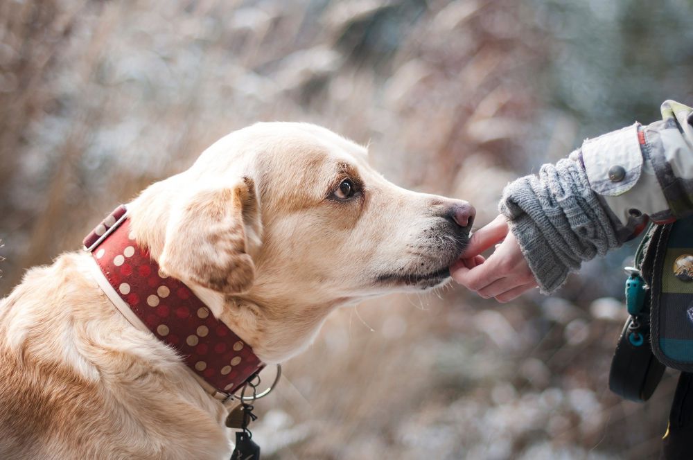 Las mascotas dan seguridad emocional