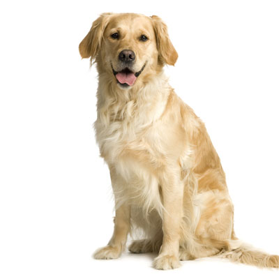 Mascotas y la Salud