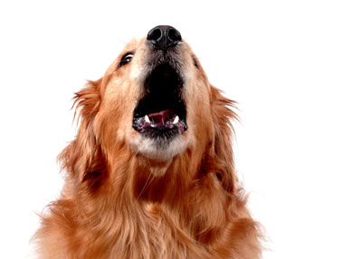Los perros y el calor