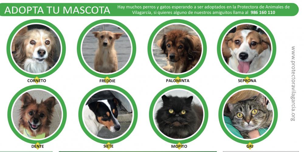 Adopta en la protectora de Vilagarcía