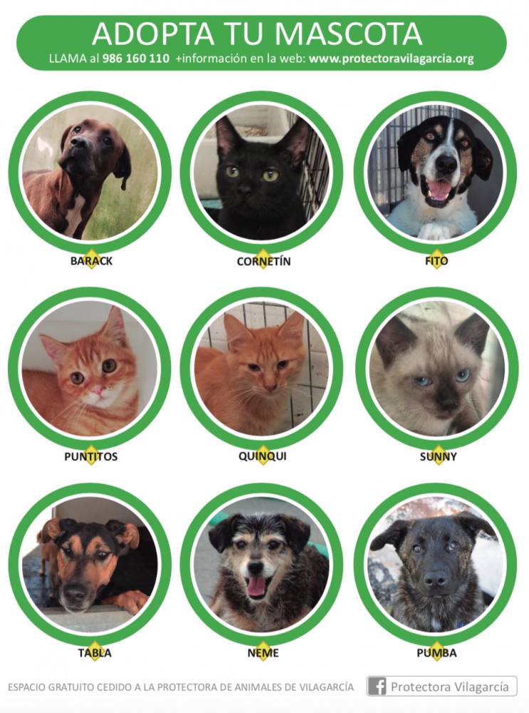 Adopta en la protectora de Vilagarcía 