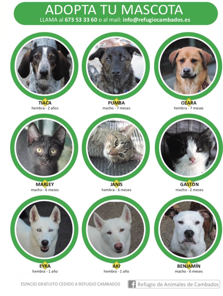 Adopta en el refugio de Cambados