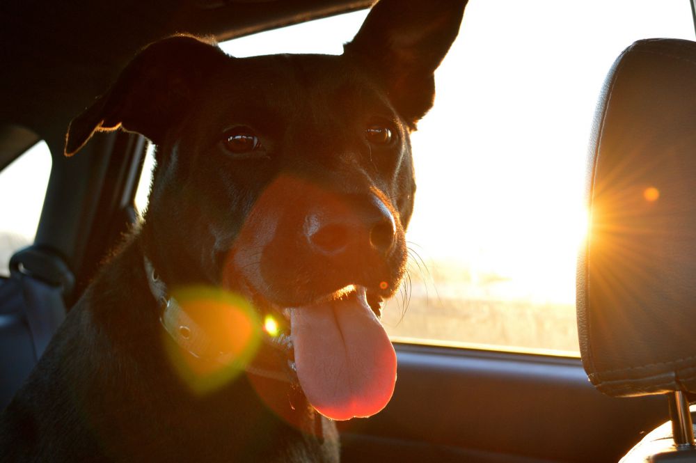 ¿Qué factores tener en cuenta para cuidar a tu mascota en verano?