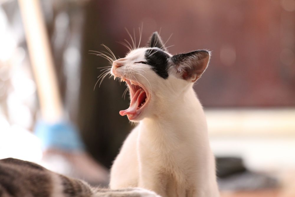 El comportamiento del gato