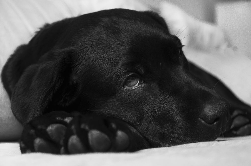 Cómo prevenir la tos canina
