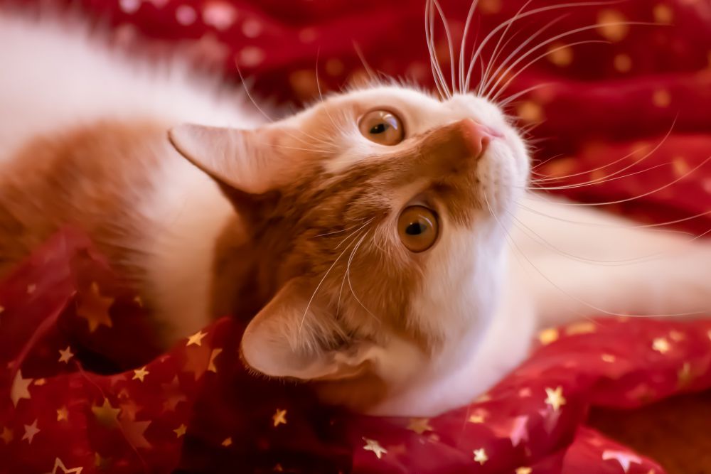 ¿Es buena idea regalar una mascota por Navidad?