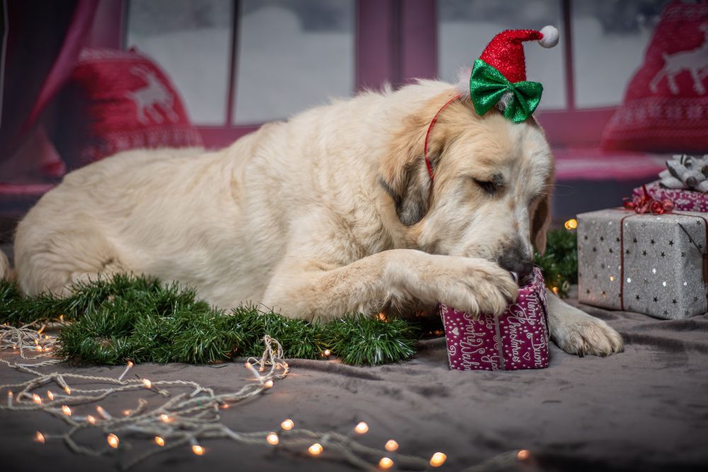 ¿Es positivo regalar mascotas por Navidad?