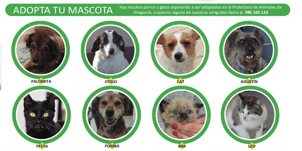 Adopta en la protectora de Vilagarcía