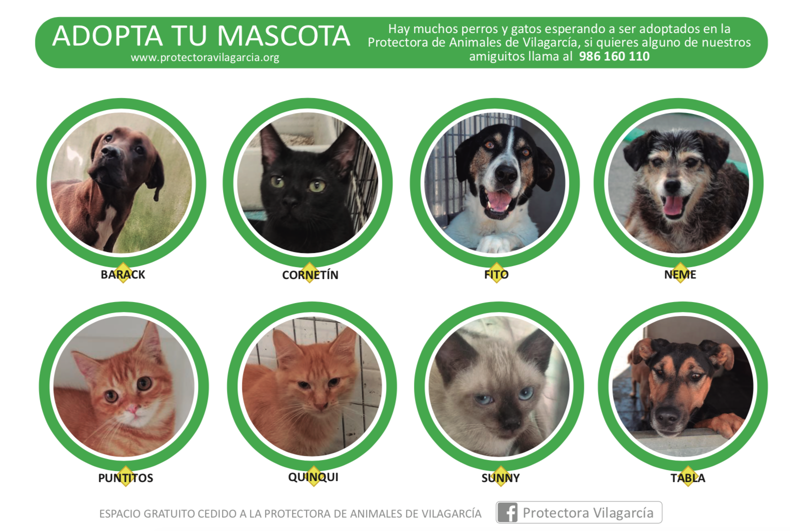 Adopta a tu mascota en la protectora de Vilagarcia