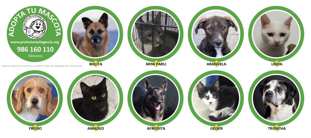 Adopta tu Mascota en Vilagarcía y Cambados