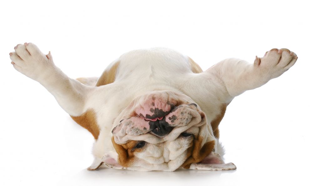 ¿Qué sueñan los perros?