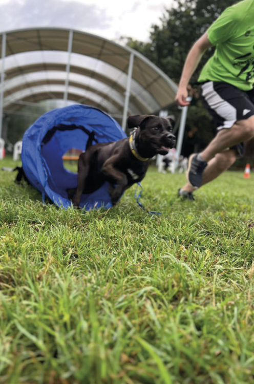 Adiestramiento canino en Vilagarcía por Alqo Can