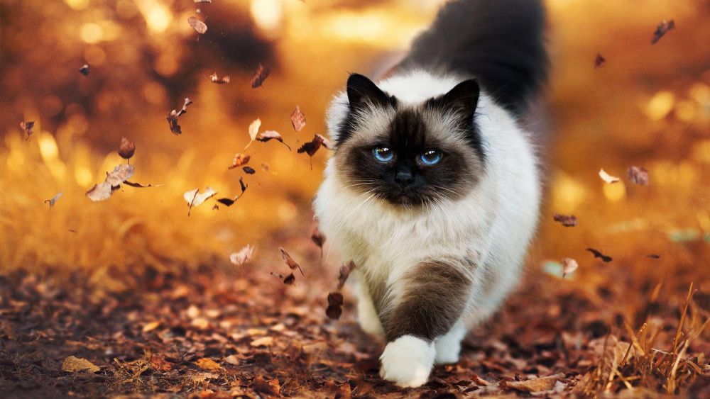 El otoño para los gatos
