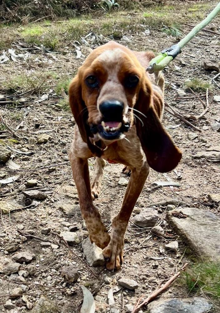 Adopta tu mascota en Vilagarcía Invierno 2023