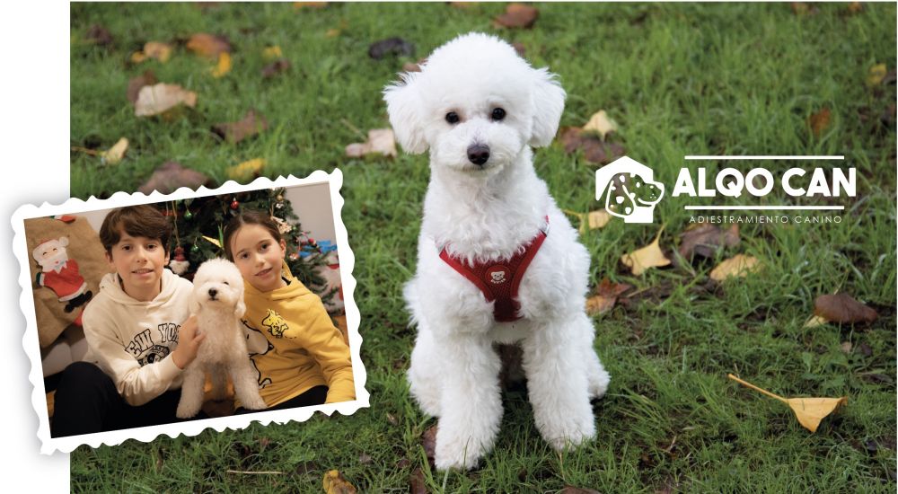 ALQO CAN AUMENTA SUS SERVICIOS CON UNA NUEVA PELUQUERÍA CANINA