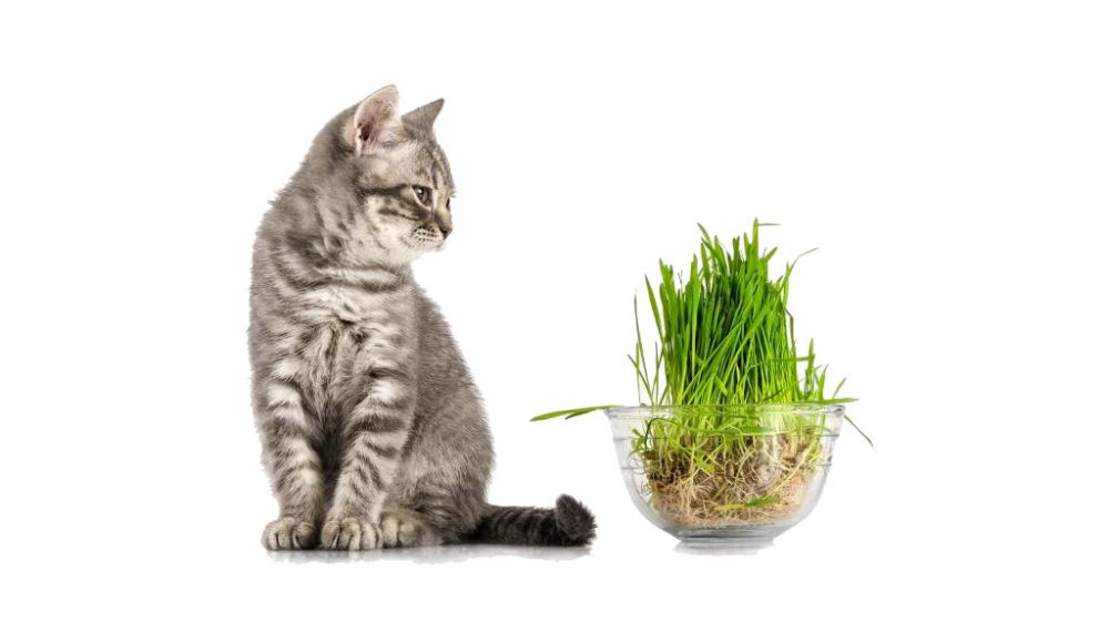 Plantas tóxicas en gatos