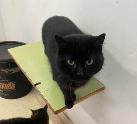 Adopta tu mascota en Vilagarcía Primavera 2025