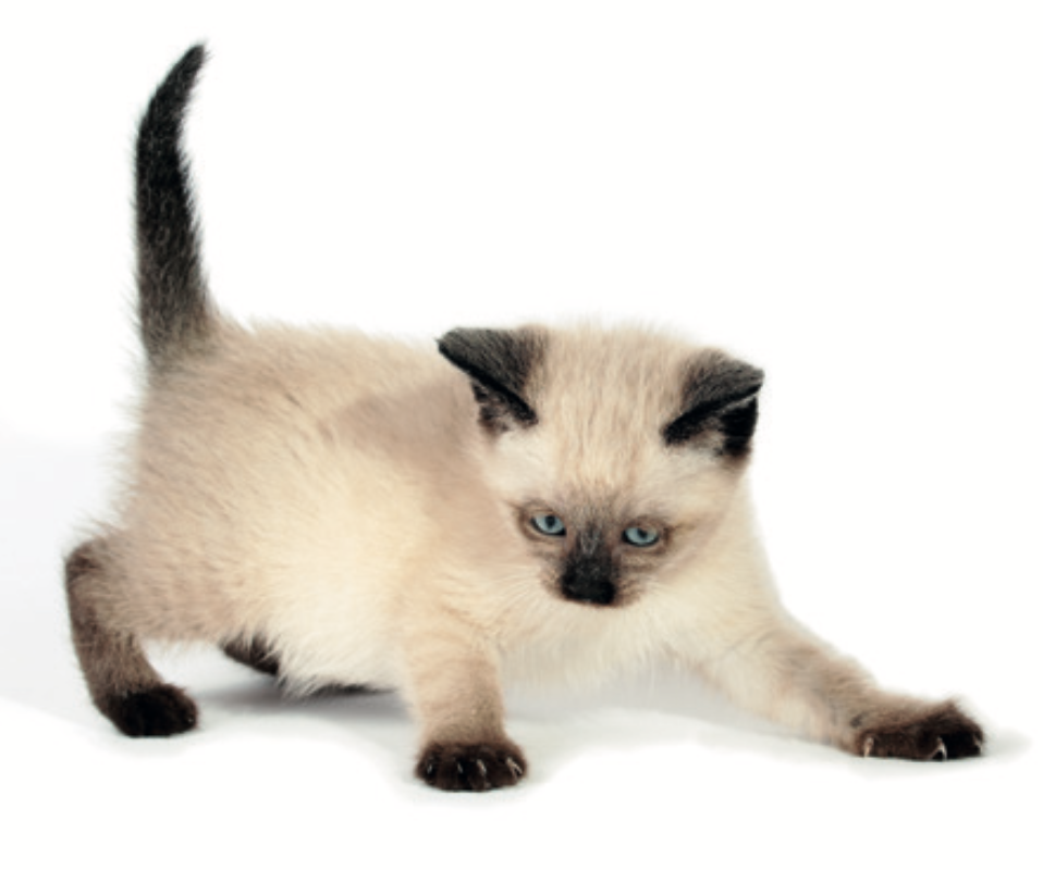 ¿Los gatos sueltan más pelo en primavera?