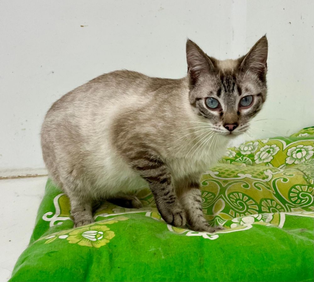 Adopta tu mascota en Vilagarcía Verano 2025