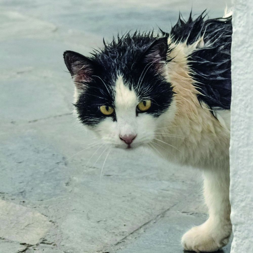 ¿Como afecta la humedad a tu mascota?