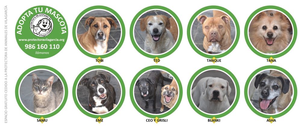 Adopta Tu Mascota en Vilagarcía Otoño 2026