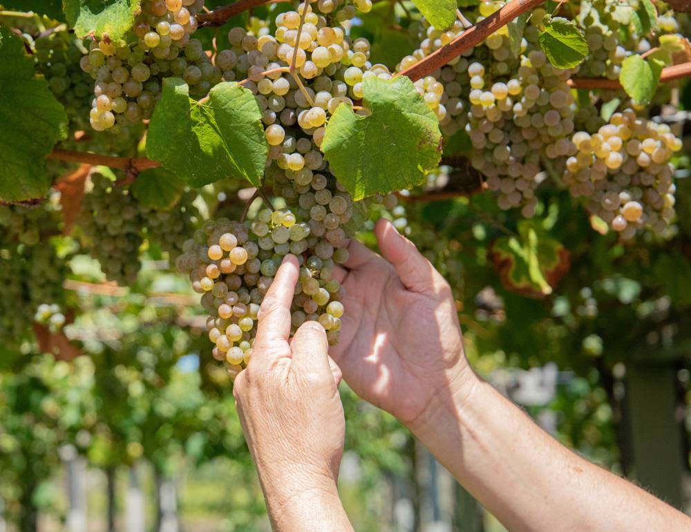 La biodinámica en el Vino