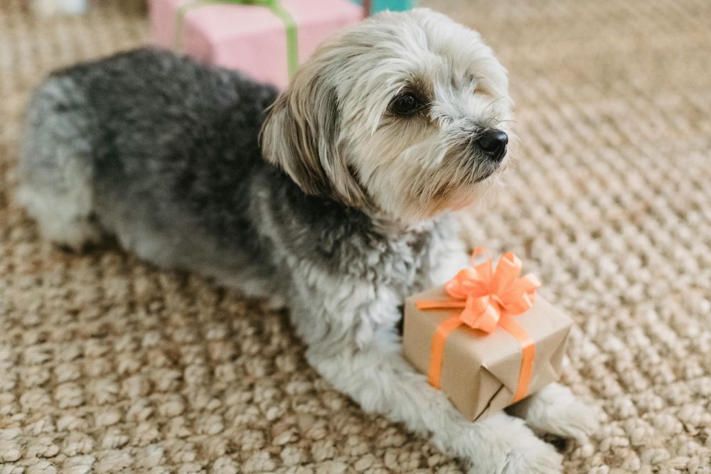 Haz un regalo navideño a tu mascota