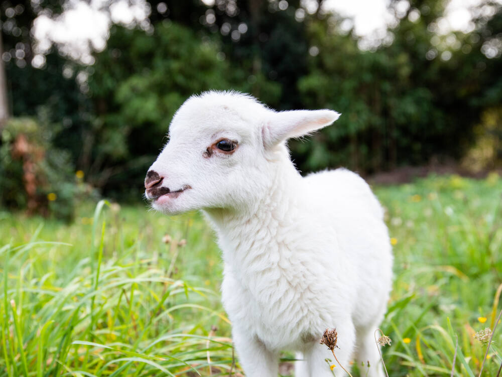 Las mascotas y nuestra salud
