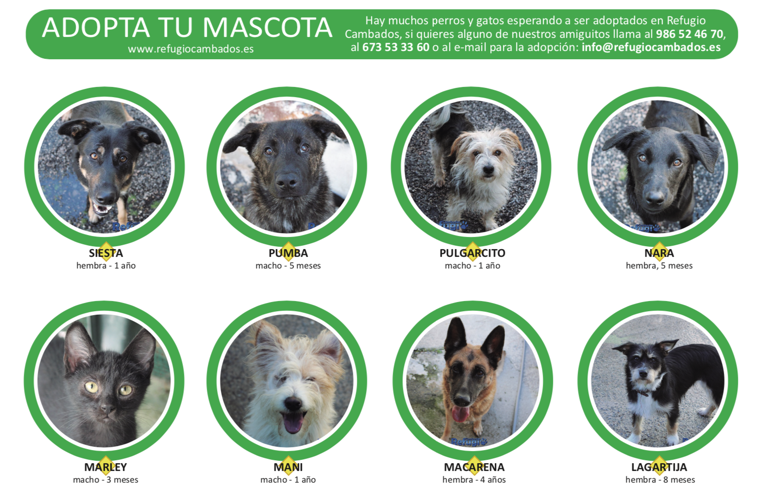 Adopta tu mascota en Cambados